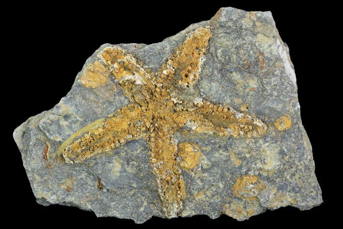 Ordovician Starfish (Petraster?) Fossil - Morocco #100078